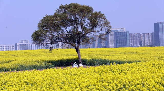 江心沙農場外拓基地油菜田成網紅打卡點
