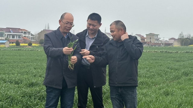 落實春管措施 搭牢豐收架子——啟東多措并舉保障22萬余畝小麥穩(wěn)產(chǎn)高產(chǎn)
