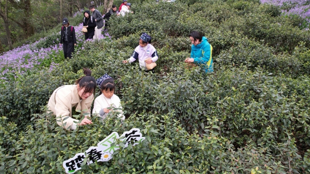 明前尋春味 軍山“明前茶”開采