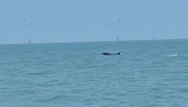 視頻 |“藍色精靈”現身南通海域，海上風電場生態成效顯現