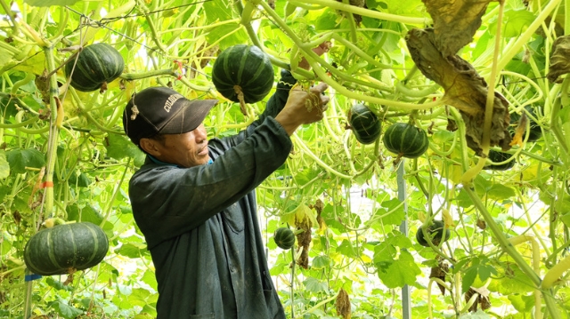 利用大棚優勢 產銷特色蔬菜｜75畝葡萄園種出新花樣