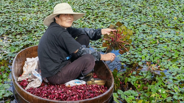 生的清甜脆爽，熟的軟糯清香 啟東這個村的本土小紅菱上市啦