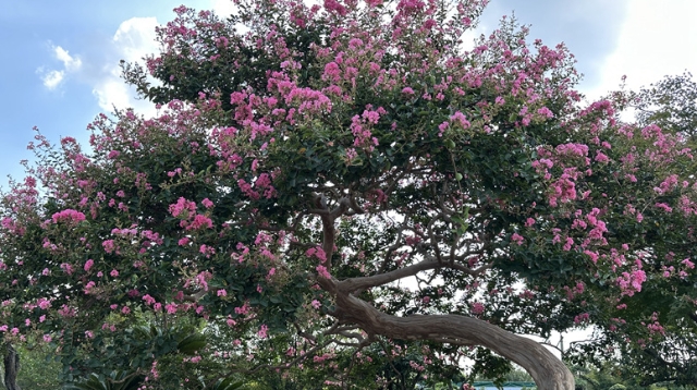 打造“花木宜家”，如皋這家花木生產基地“卷”出新賽道